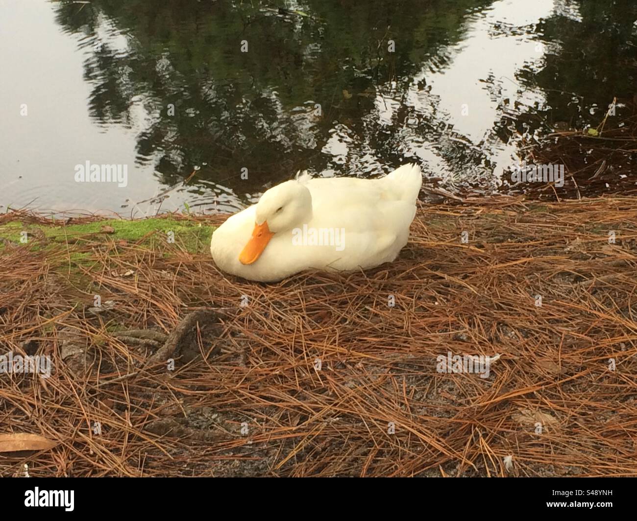 White duck napping on orange pine needles by a reflective pond Stock