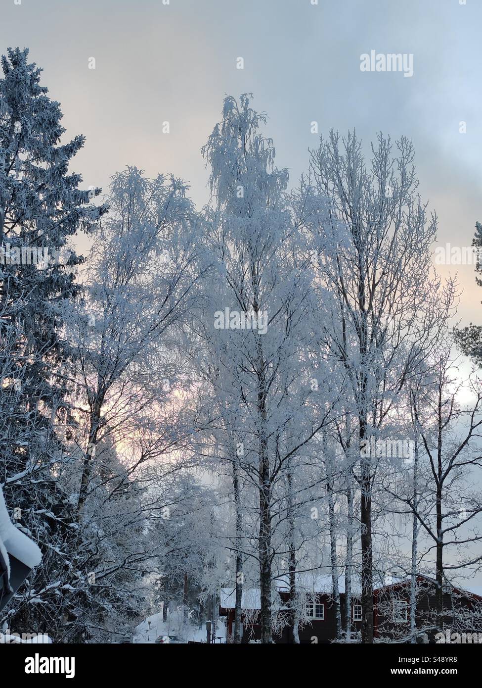 Frozen trees in a village of Sweden - Smartphone Captured Stock Image
