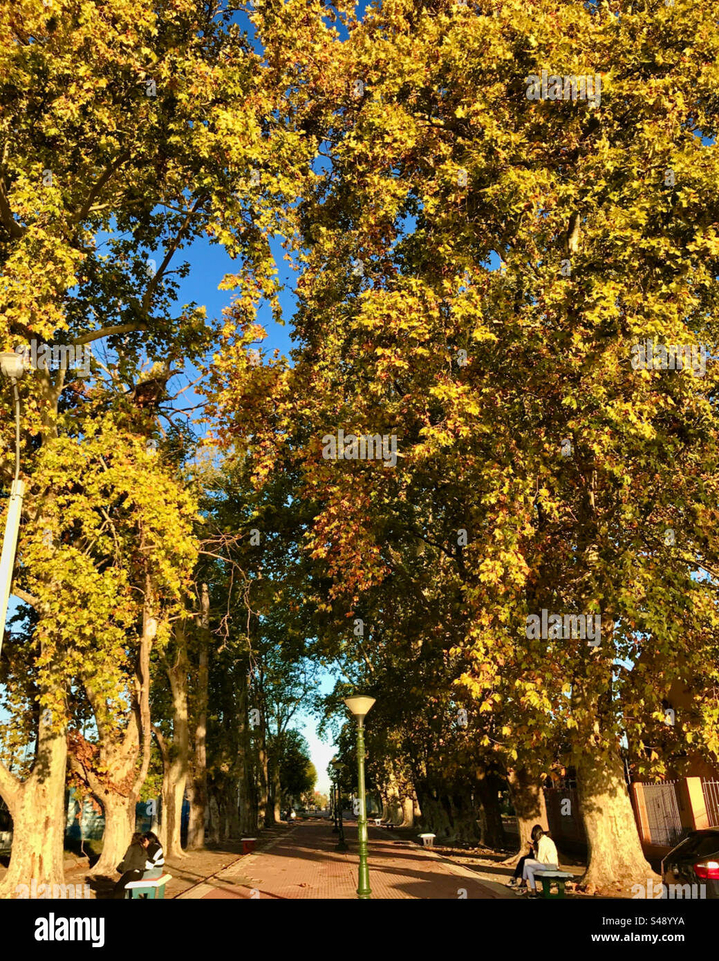 trees with autumn leaves on a sunny afternoon - Smartphone Captured Stock Image