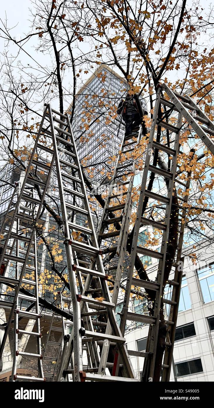 Hanging Christmas lights up in trees in downtown Seattle in the rain on