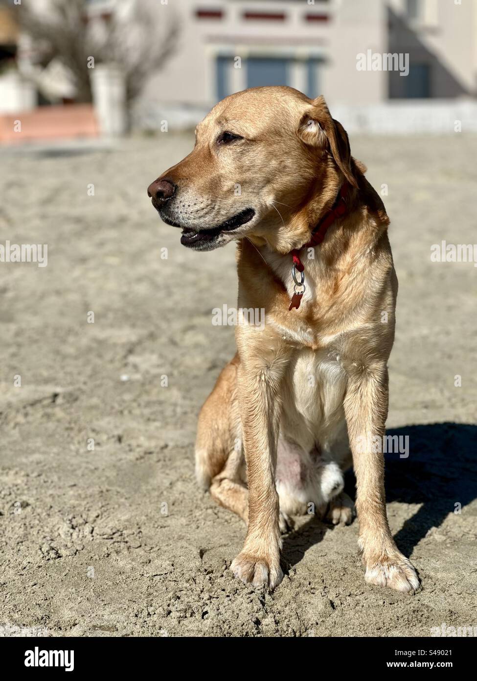 Majestic golden young dog smiling and posing for the camera. - Smartphone Captured Stock Image