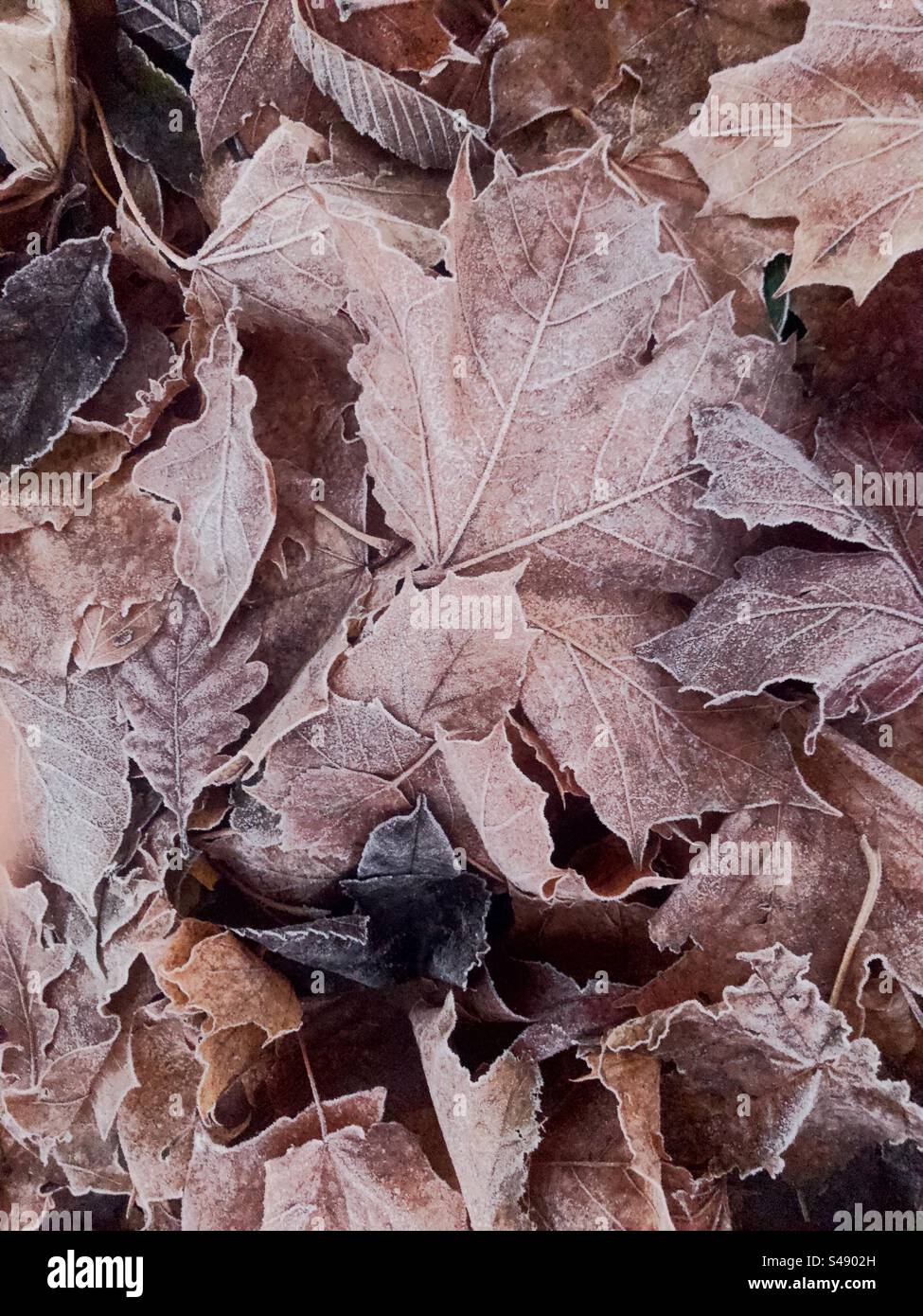 Sycamore leaves in frost - Smartphone Captured Stock Image