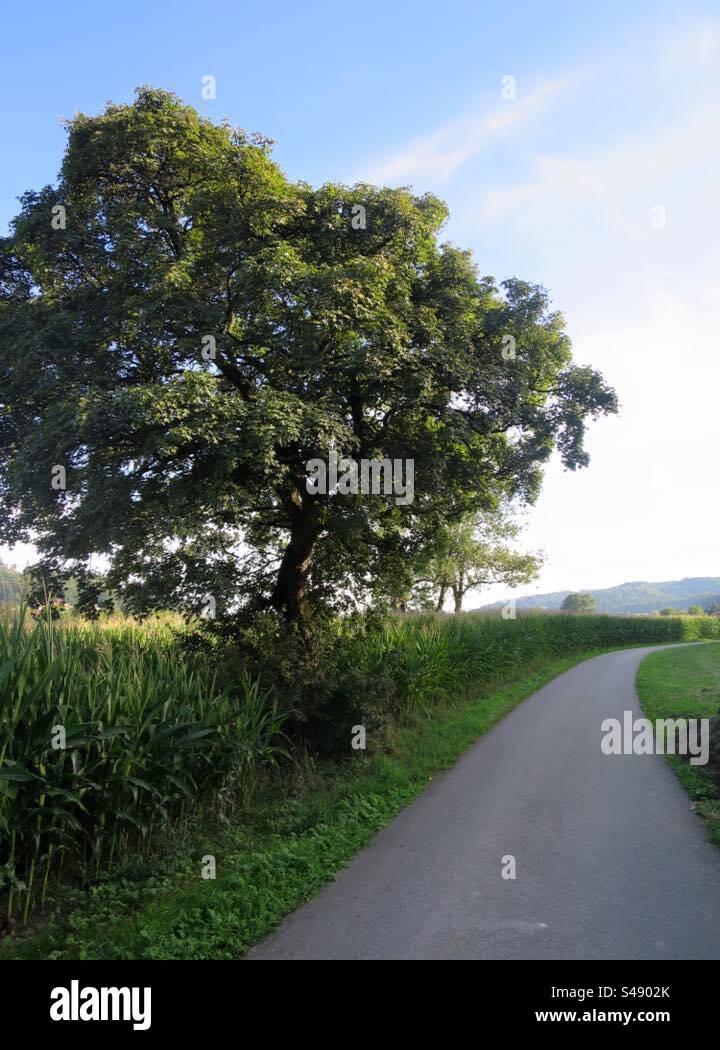 Autumn Scenery! Switzerland! - Smartphone Captured Stock Image