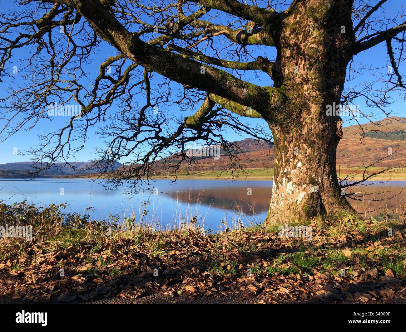 An Old tree on the banks of Loch Venacher on a crisp late autumn early winters day, Trossachs National Park, Callander Scotland - Smartphone Captured Stock Image