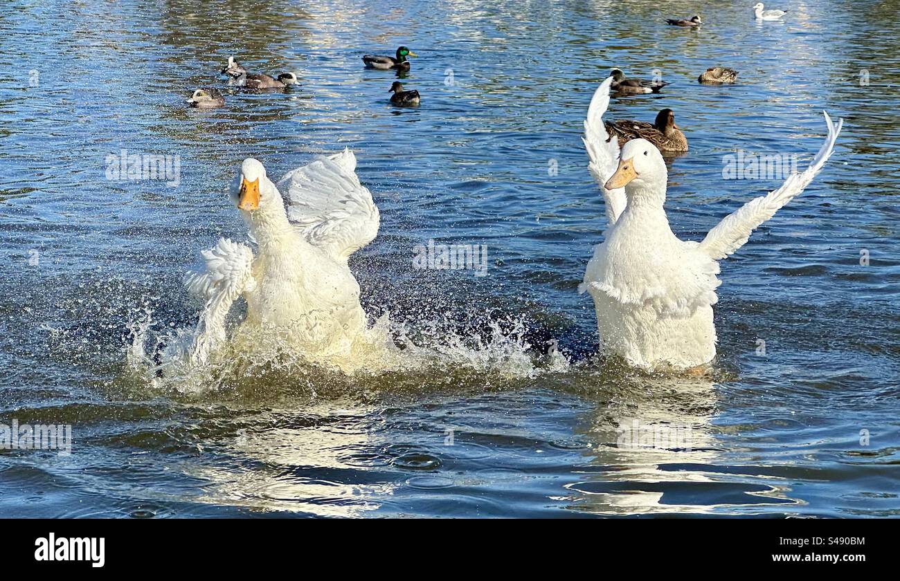 A pair of white mallards bathe in a pond. Lacking the typical colors of wild ducks, these birds may have been bred as pets or livestock. Stock Photo