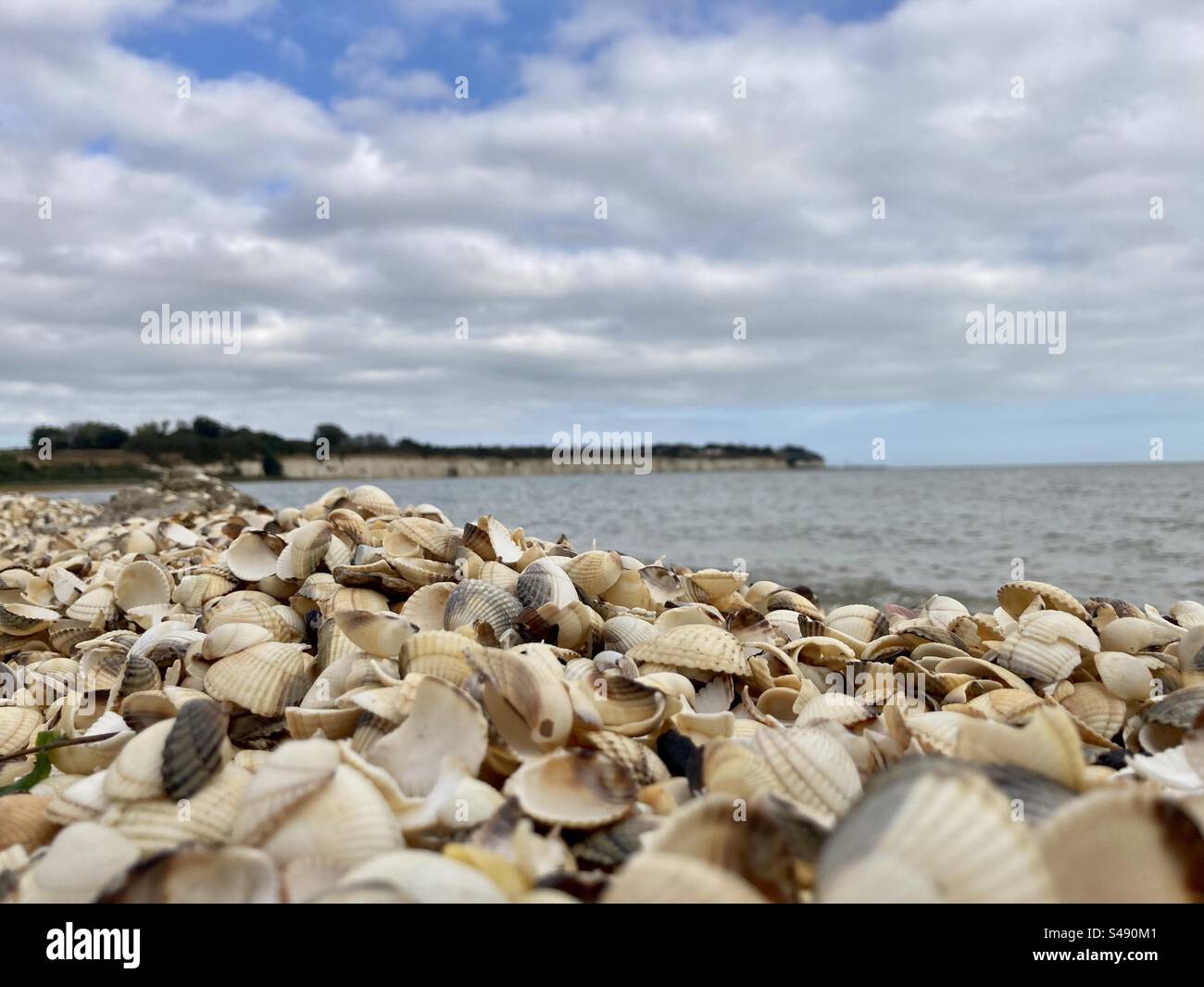 Shells on the shore at Pegwell Bay - Smartphone Captured Stock Image