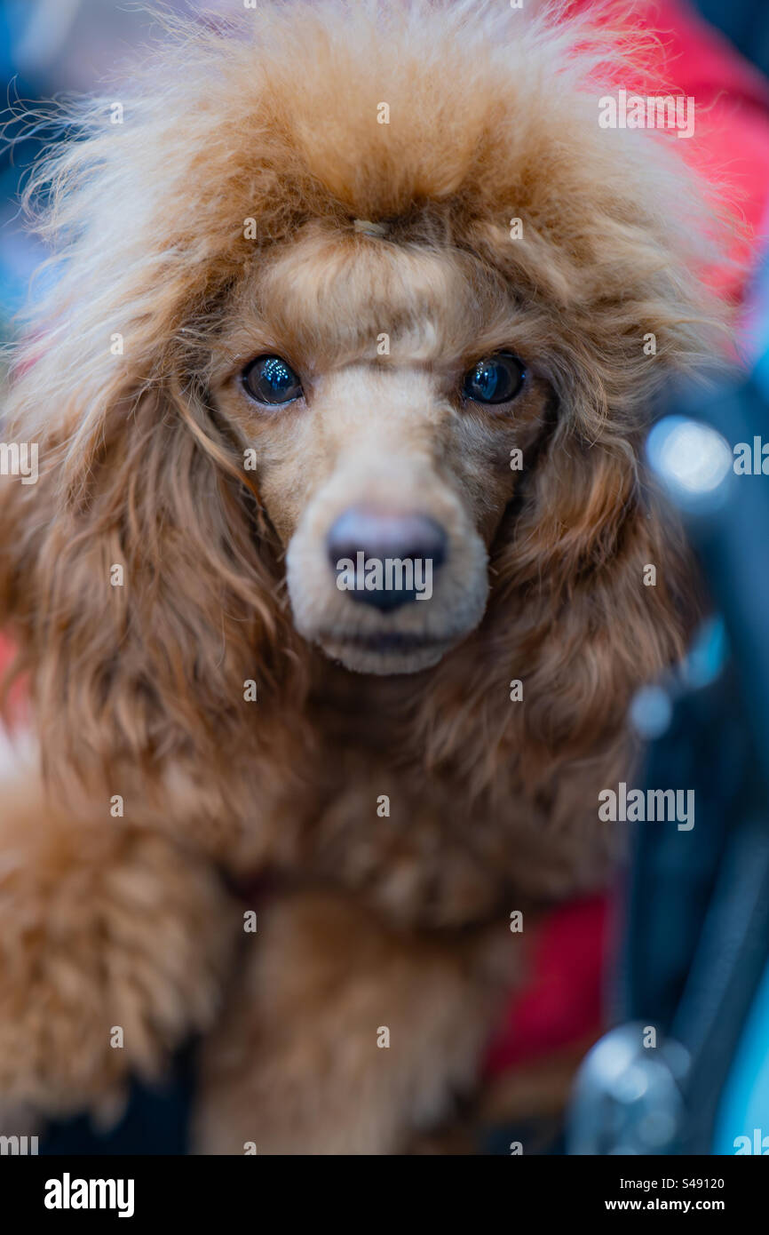 portrait of a brown poodle Stock Photo