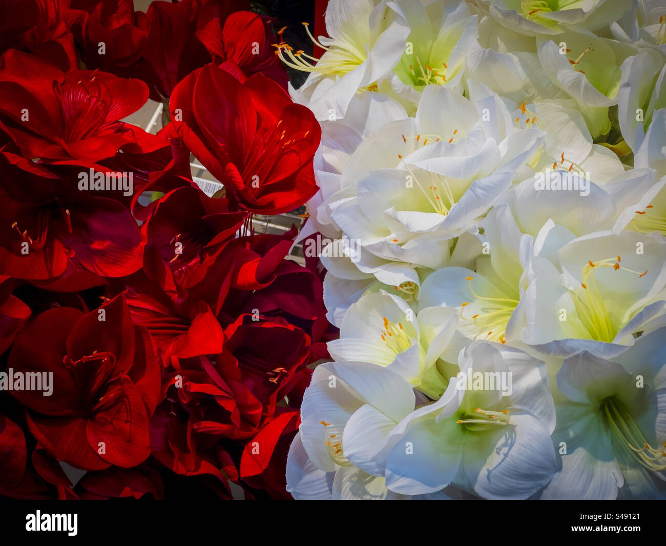 IKEA artificial Christmas flower decorations: Phillip Roberts - Smartphone Captured Stock Image