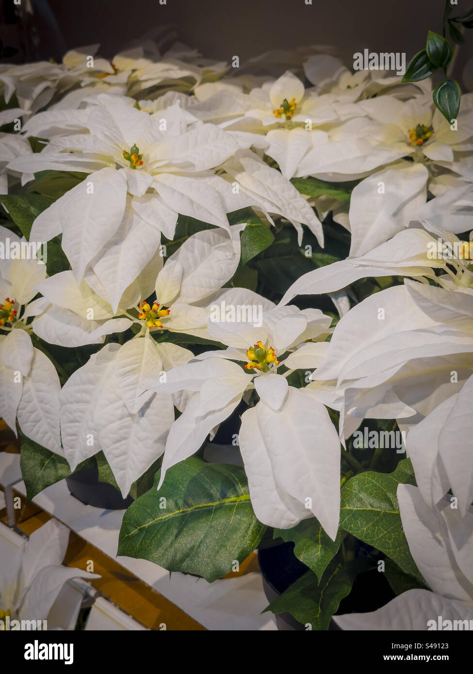 IKEA artificial poinsettia Christmas decorations: Phillip Roberts - Smartphone Captured Stock Image