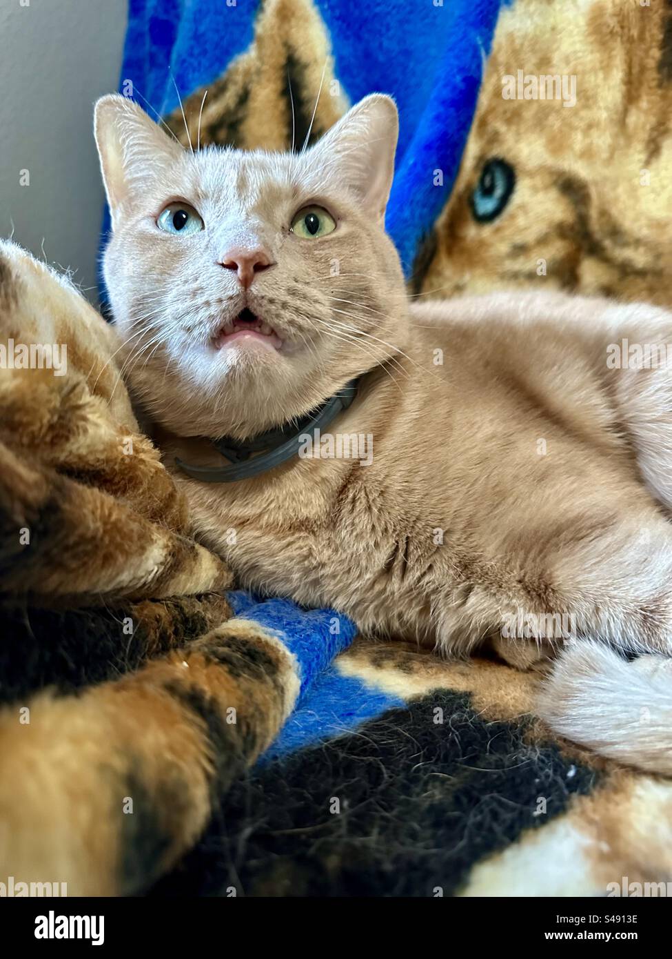 Catblendinginonblanket hires stock photography and images Alamy