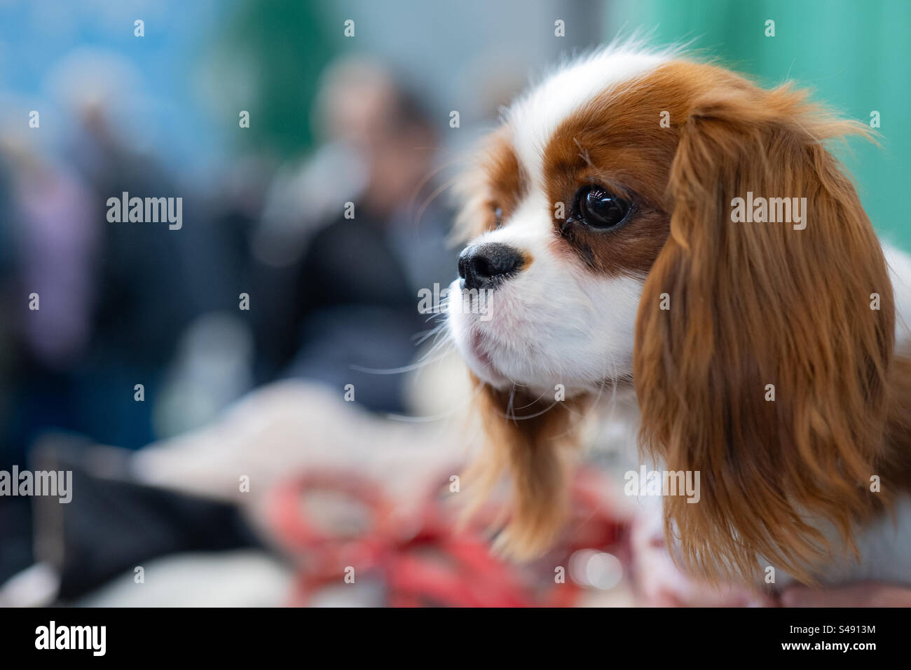 Dog cavalier king charles spaniel - Smartphone Captured Stock Image