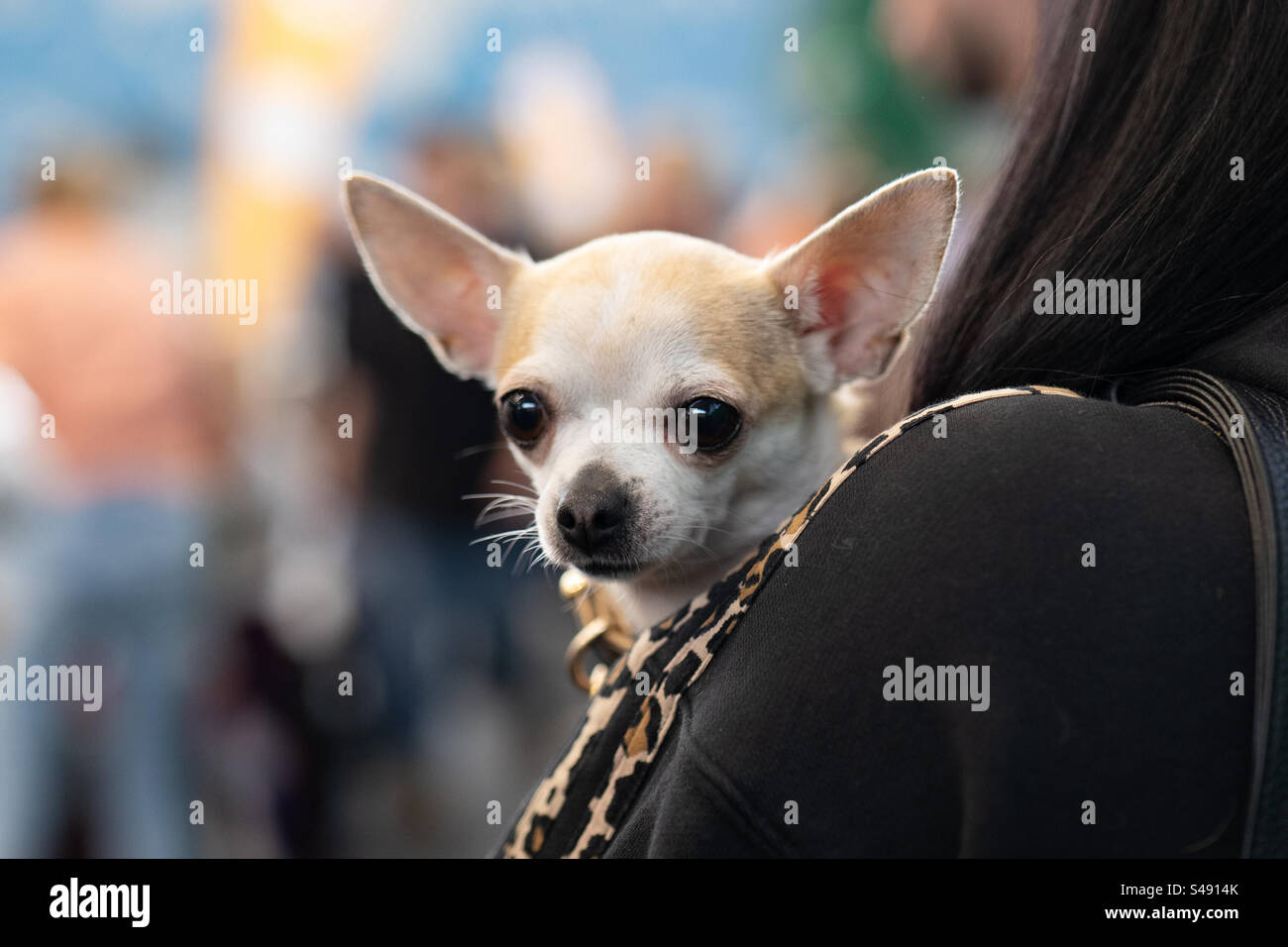 chihuahua dog in women's arms - Smartphone Captured Stock Image