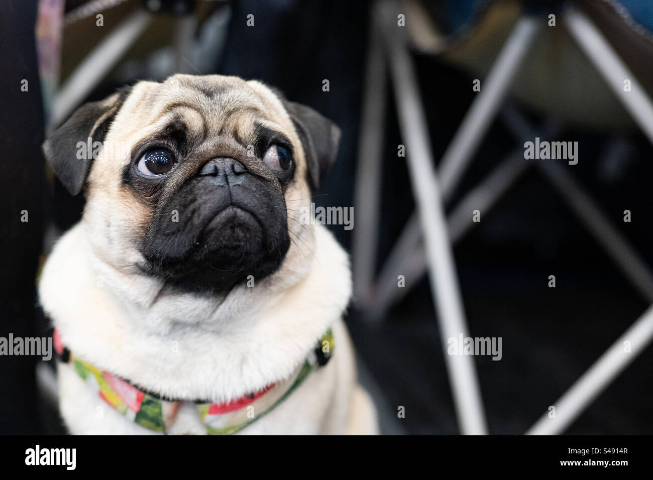 Mops dog portrait - Smartphone Captured Stock Image