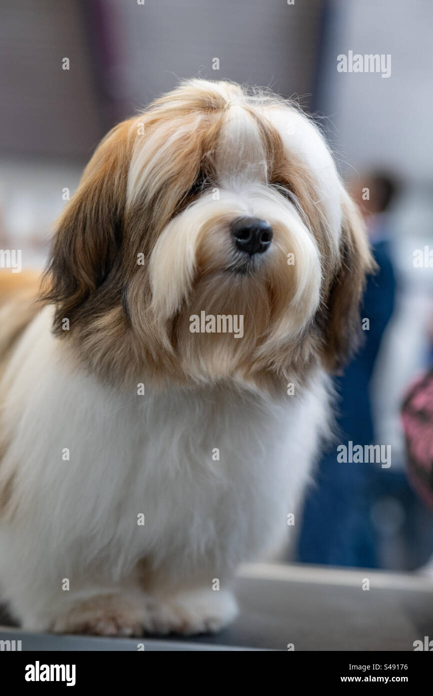 Tibetan terrier - Smartphone Captured Stock Image