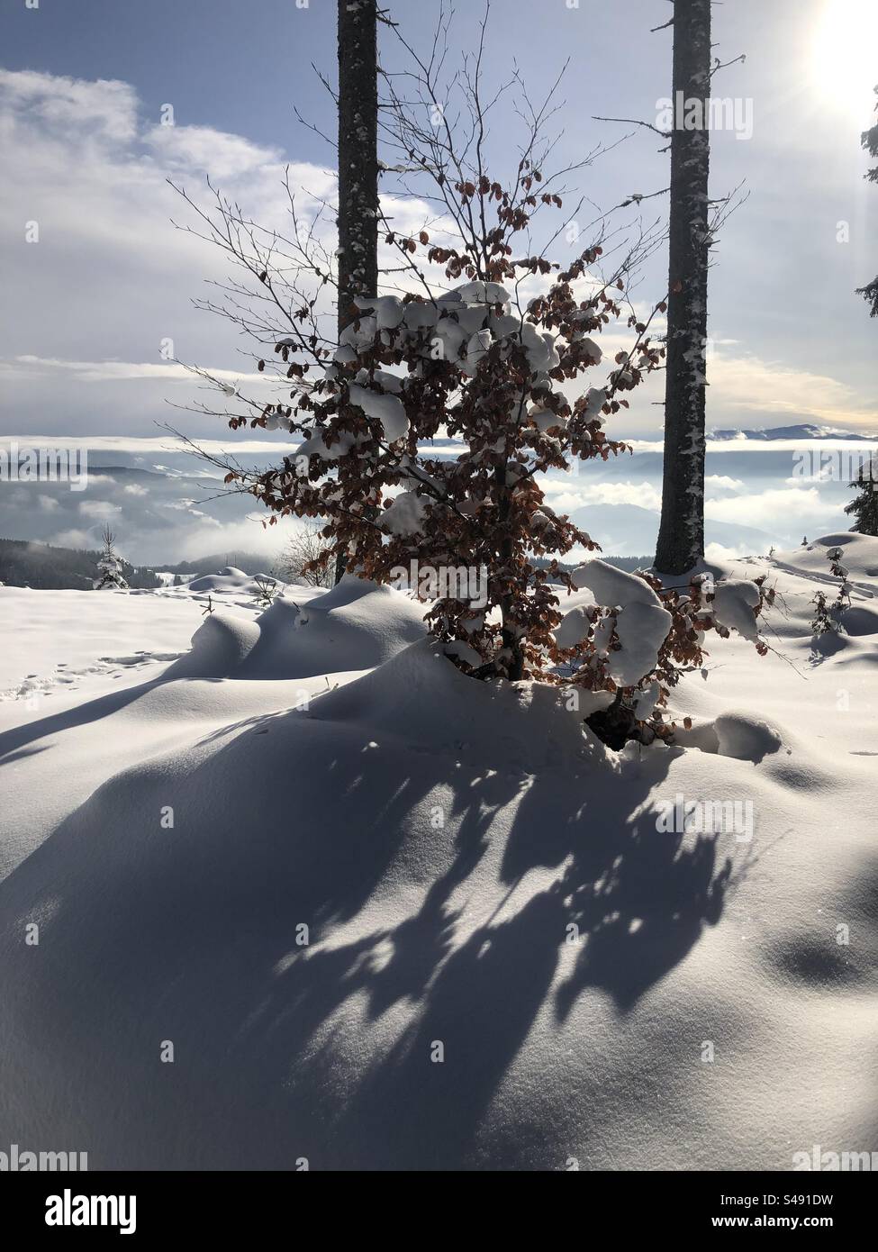 Snow covered beech (Fagus) on a cold Wintersaison - Smartphone Captured Stock Image