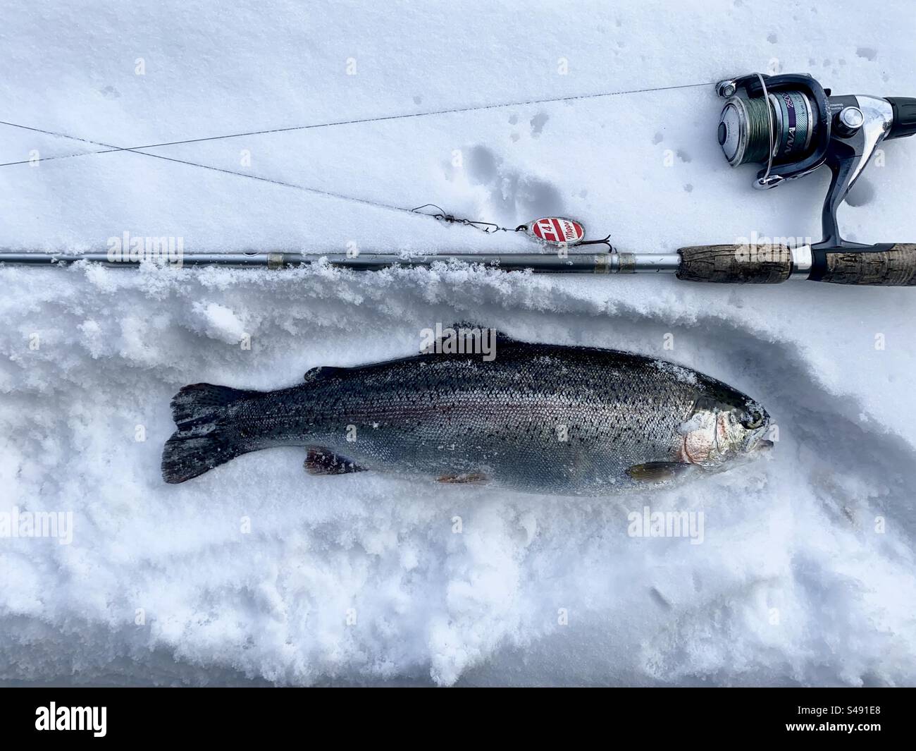 Rainbow trout caught in the winter time. Fishing in the snow. Parry Sound, Ontario, Canada. - Smartphone Captured Stock Image