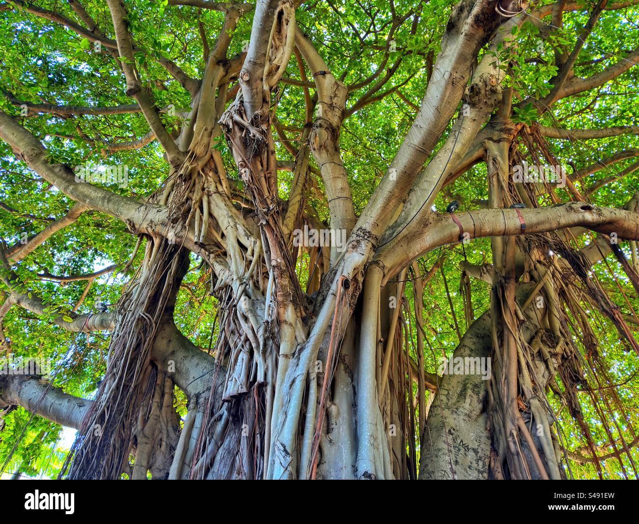 Close up view of a mature Banyan tree with dense foliage Stock Photo