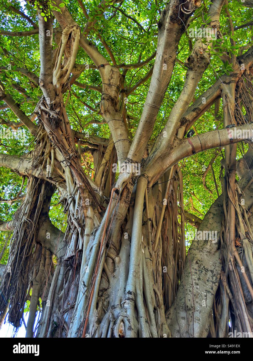Close up view of a mature Banyan fig tree Stock Photo