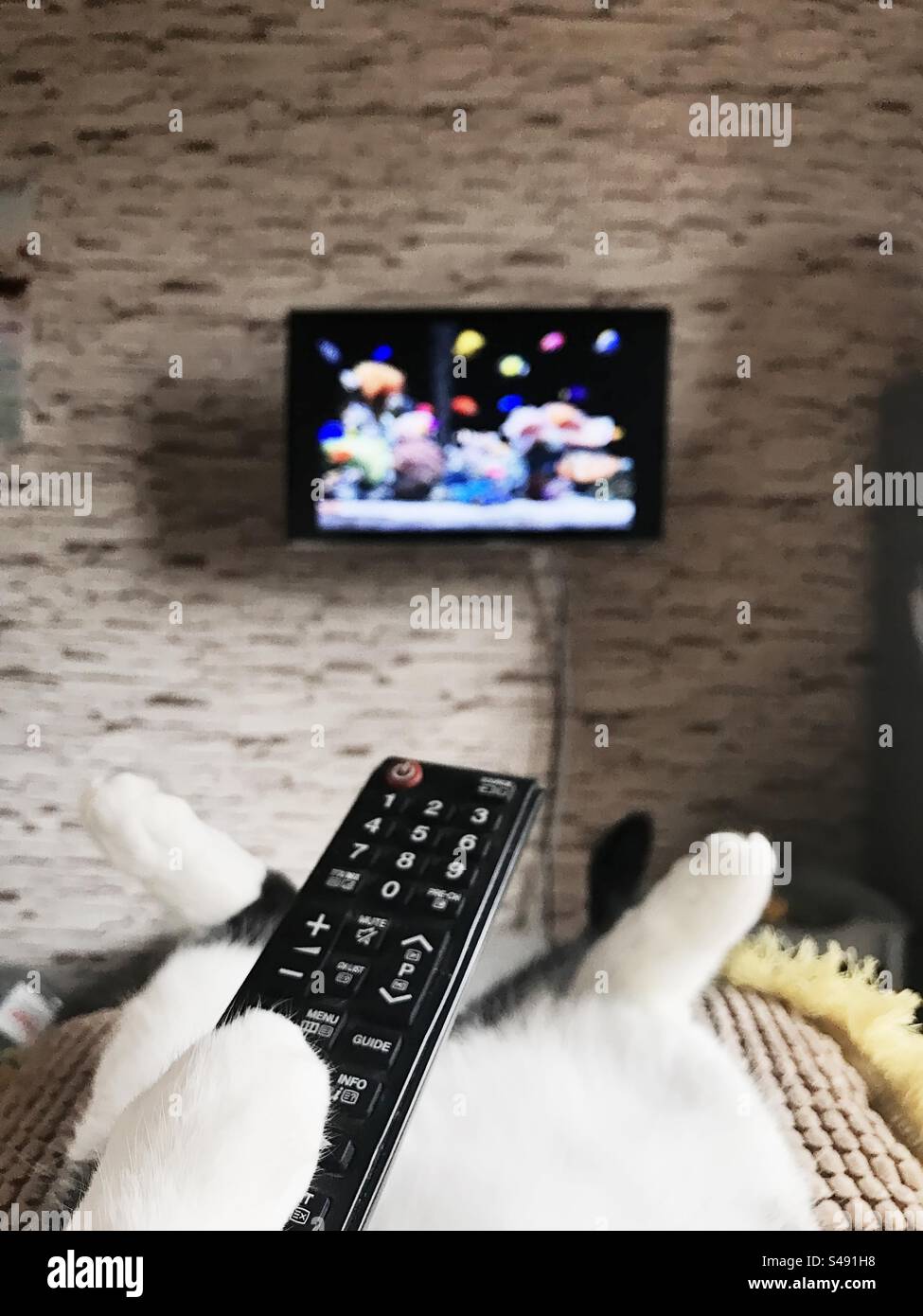 Domestic cat watches television with fish Stock Photo Alamy