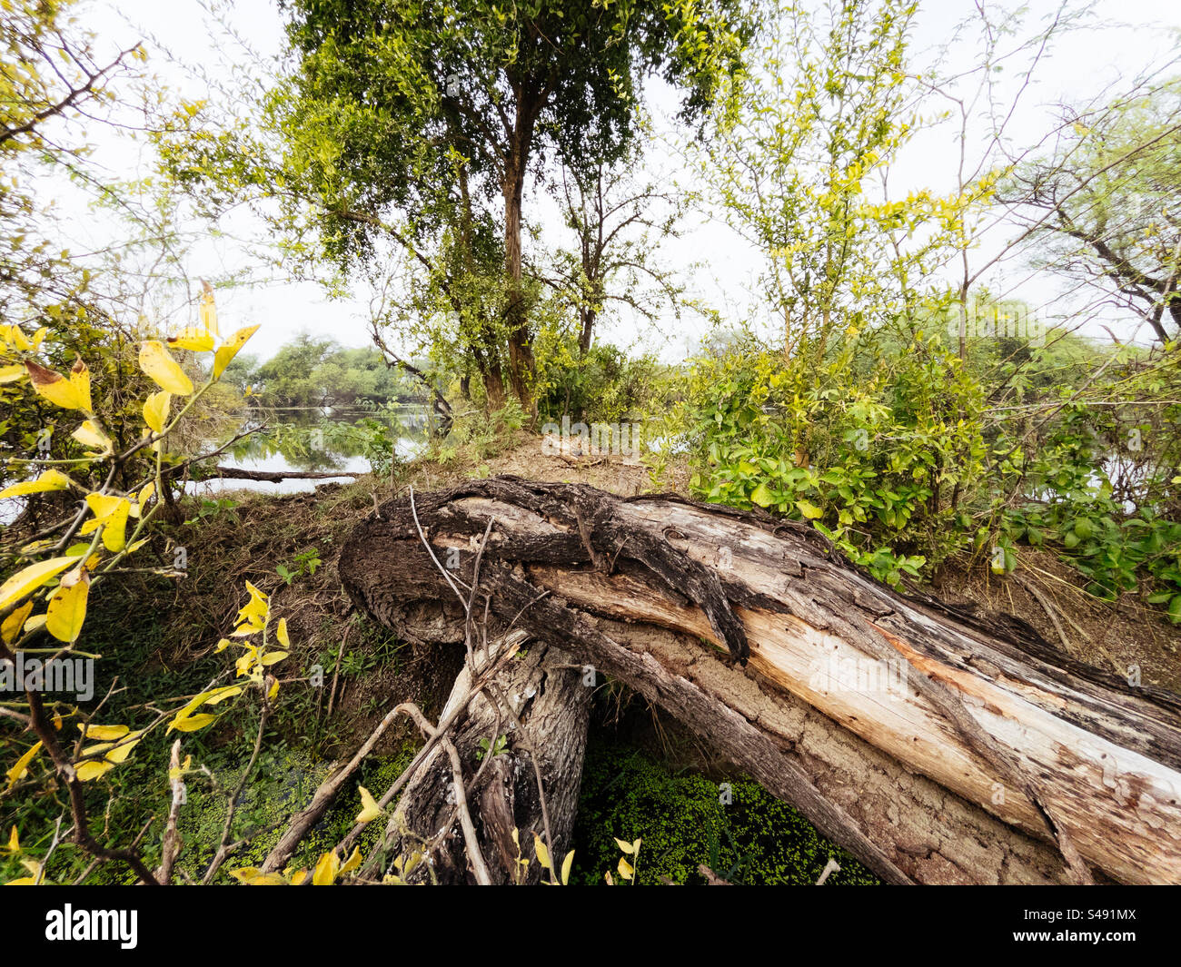 A scene from a jungle with a python sitting under a tree Stock Photo ...