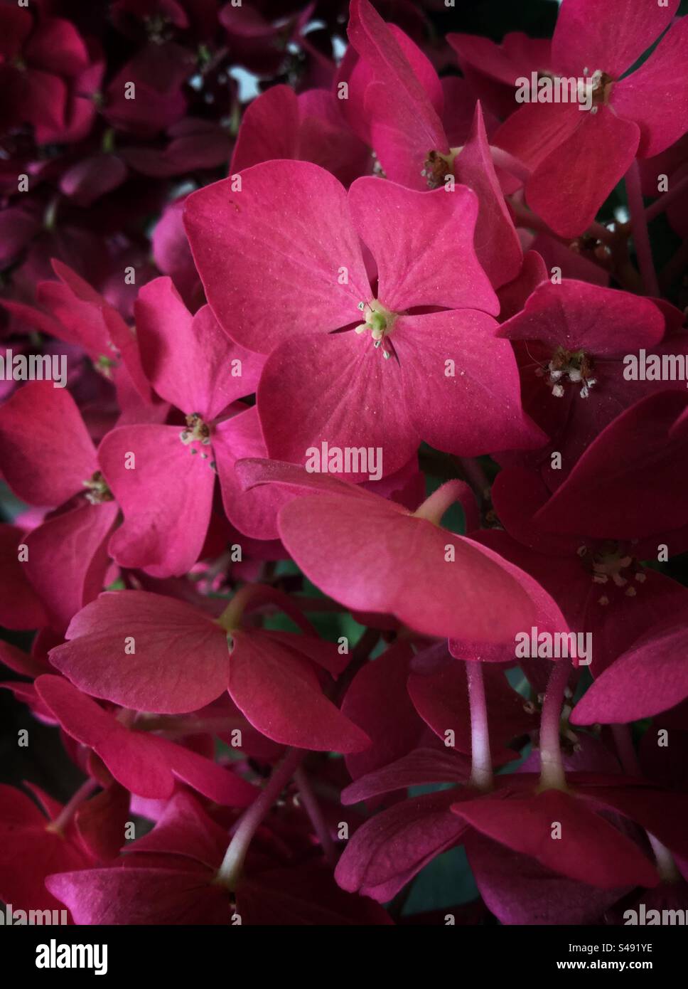 Red hydrangea, Catalonia, Spain. - Smartphone Captured Stock Image