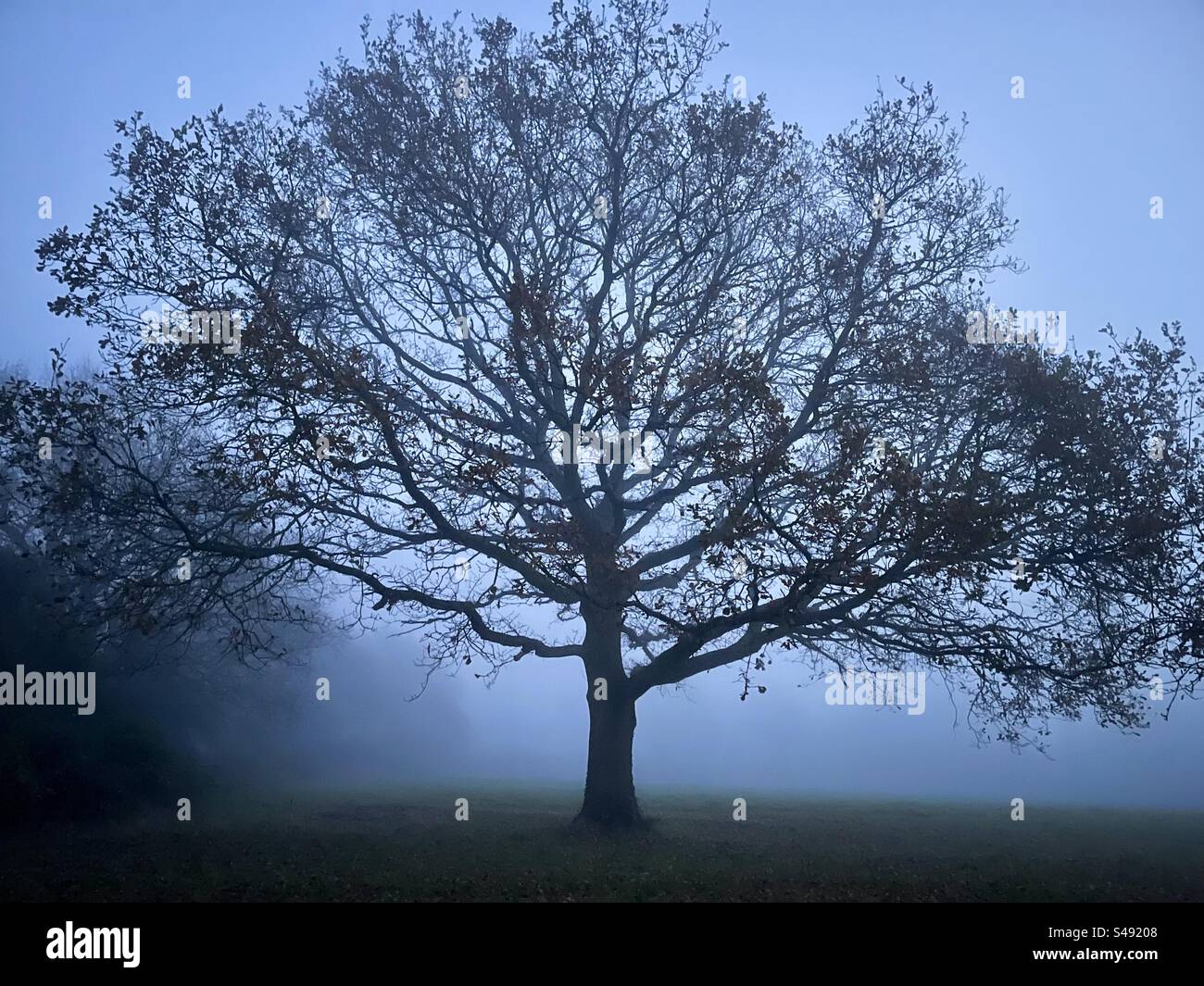 A sessile oak tree (European oak or Irish oak) in fog on a winter afternoon in Southern England Stock Photo