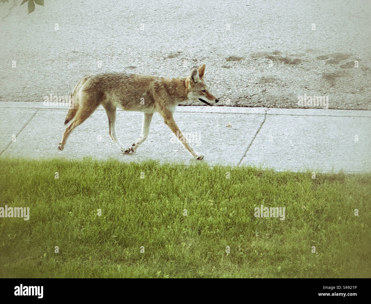 A coyote trots along a city sidewalk. - Smartphone Captured Stock Image