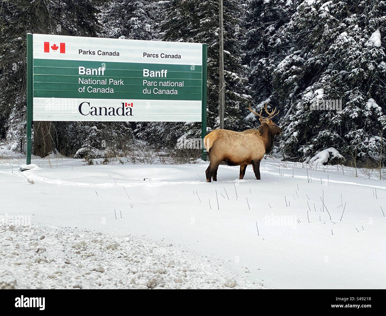 A large bull elk stands beside the sign at the entrance to Banff National Park in Canada in winter snow. Stock Photo