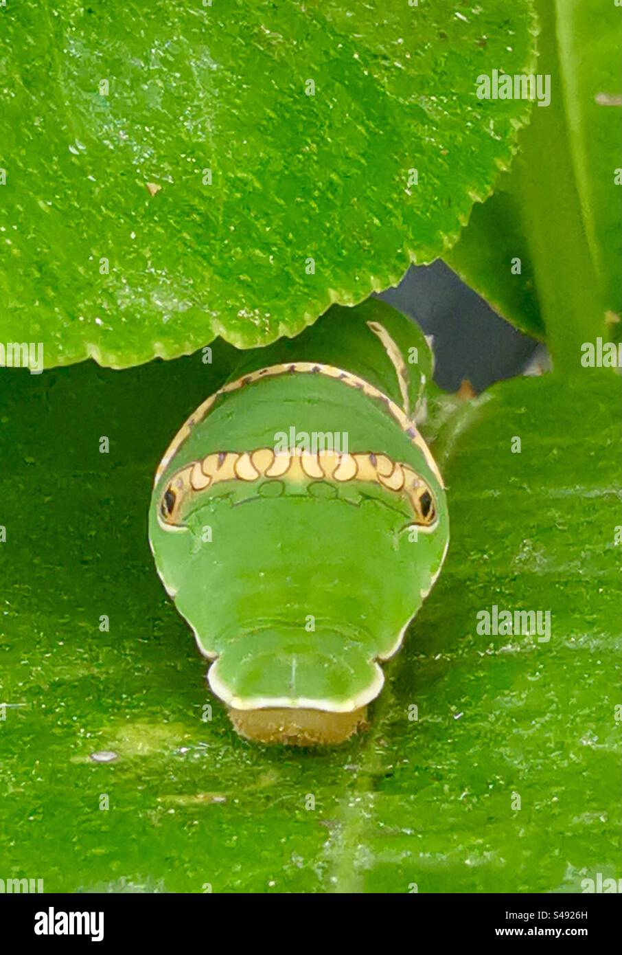 Pre pupa caterpillar hi-res stock photography and images - Alamy