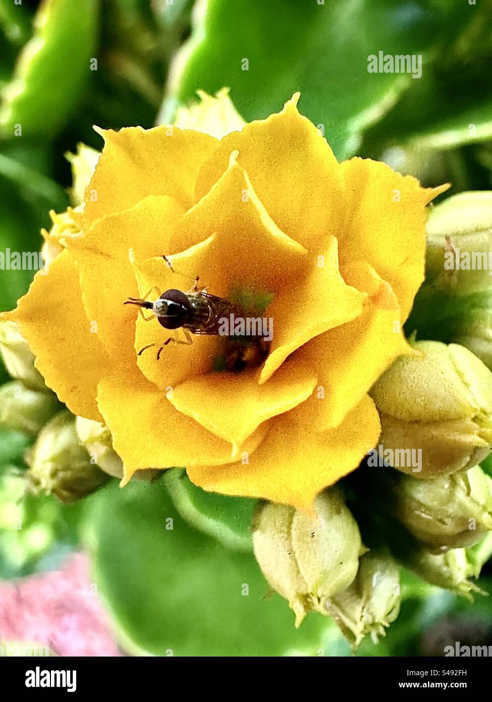Close up. Saculant Kalanchoe blossfeldiana (yellow bloom): An easy to grow houseplant with phenomenal flowers. It grows large, robust foliage with a waxy feel and scalloped edges Stock Photo