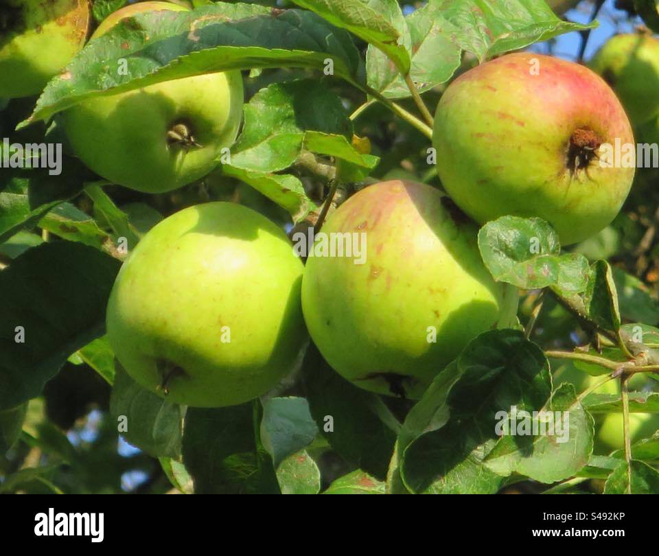 Apple - Smartphone Captured Stock Image