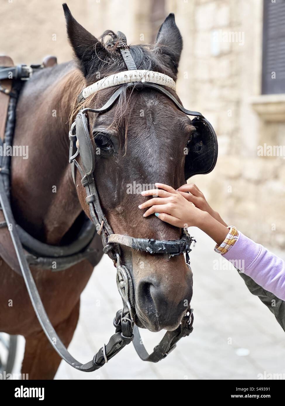 Hands of girls stroking a horse - Smartphone Captured Stock Image