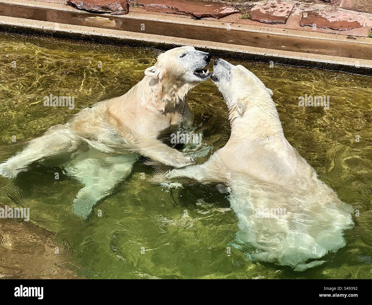 Two white polar bears love each other while playing in water - Smartphone Captured Stock Image