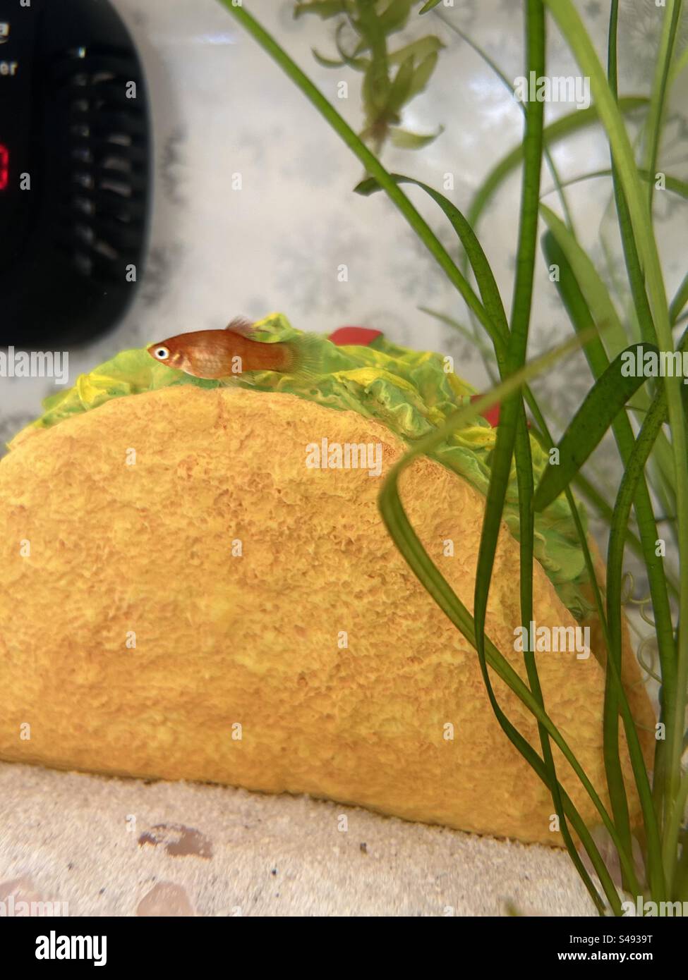 Pet fish in a fish tank Stock Photo