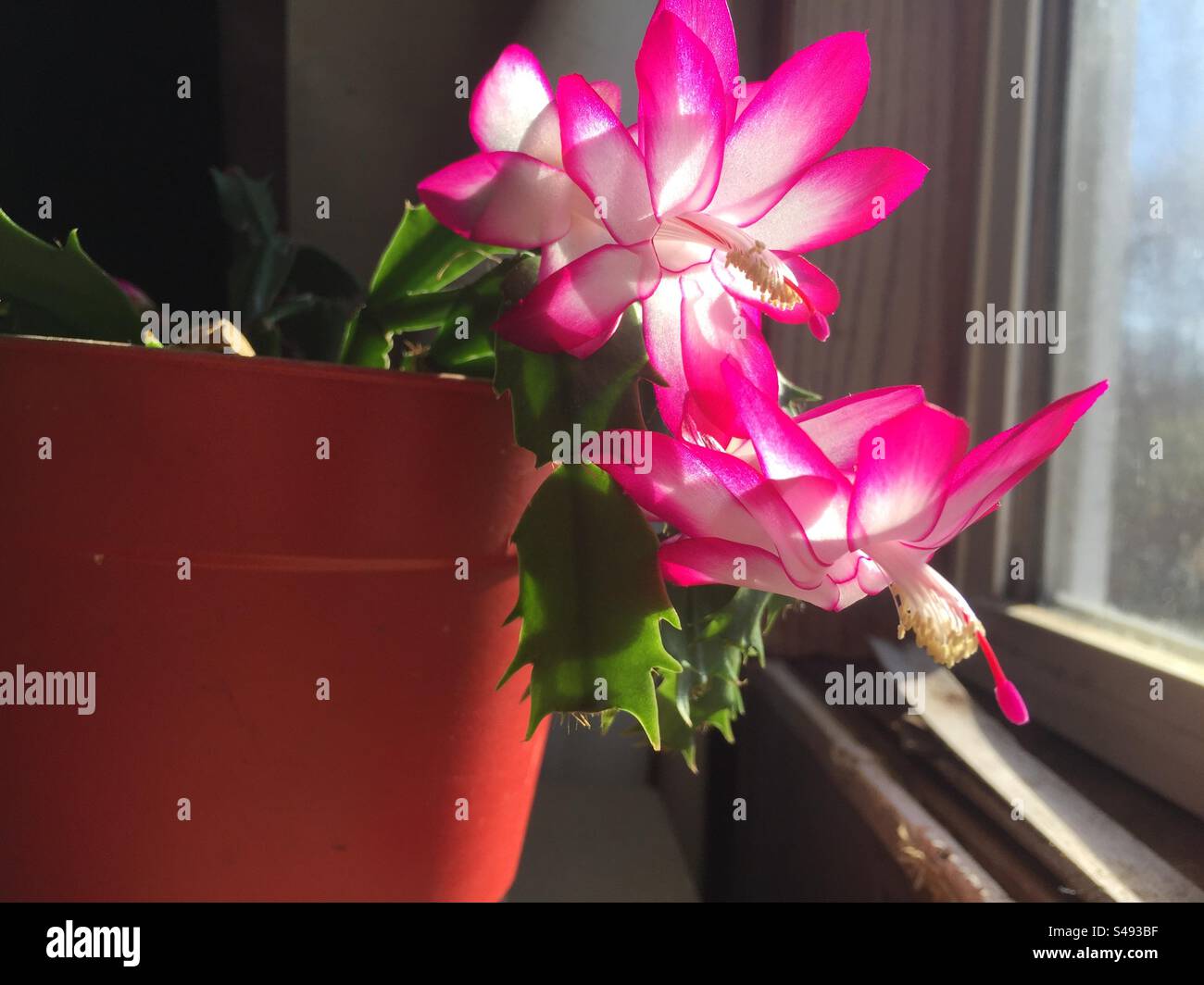 Christmas cactus in bloom Stock Photo