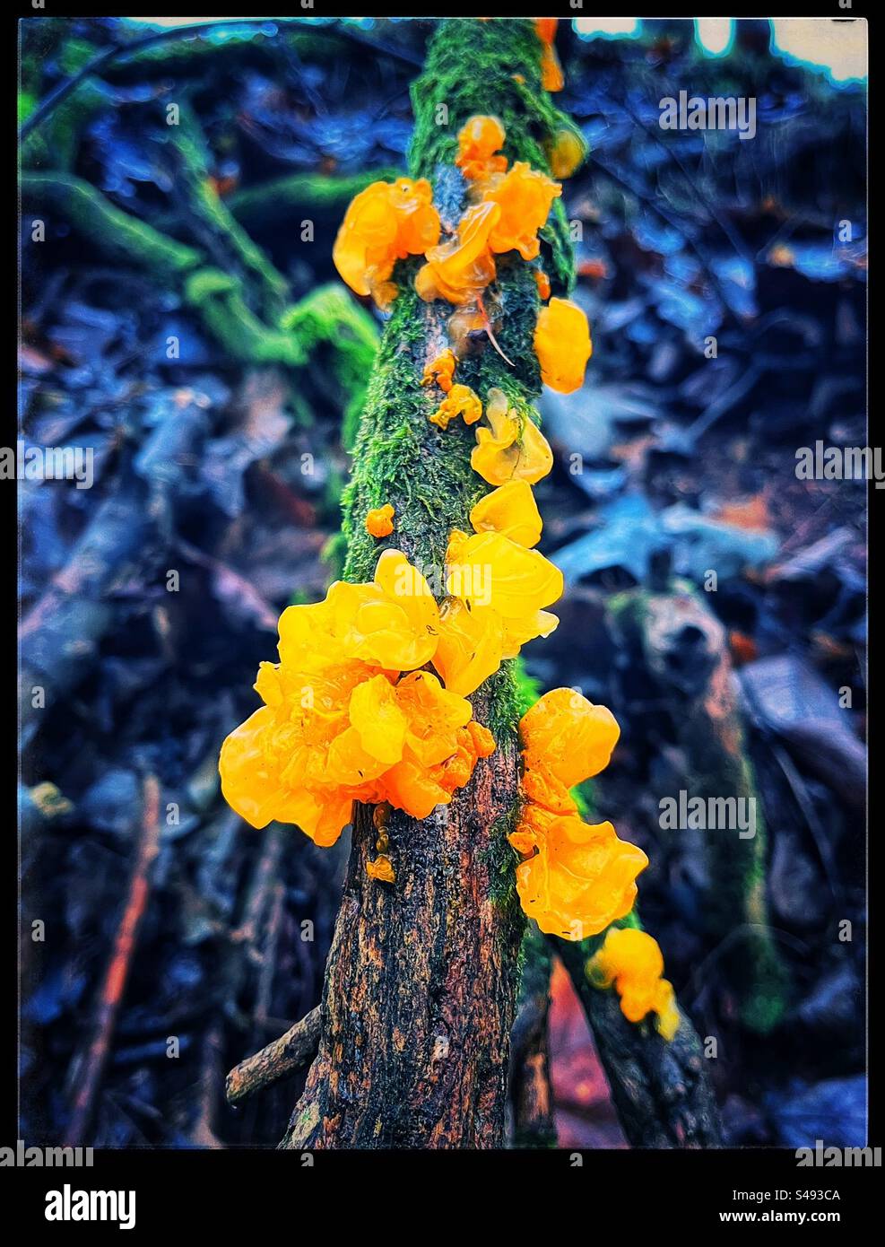 Yellow fungus growing on a branch in the woods Stock Photo Alamy