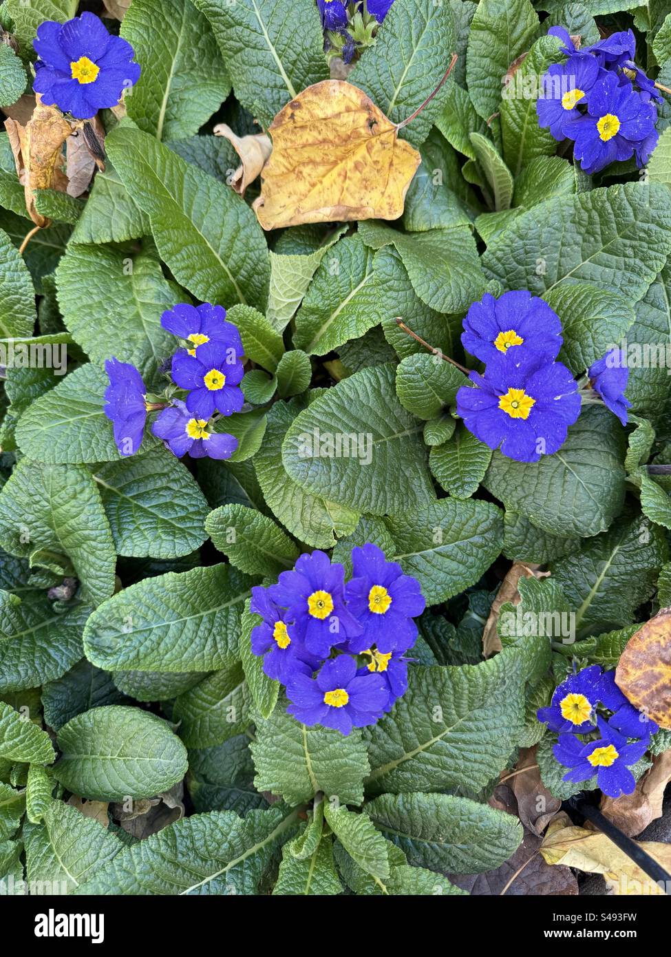 Cluster of purple flowers Stock Photo Alamy