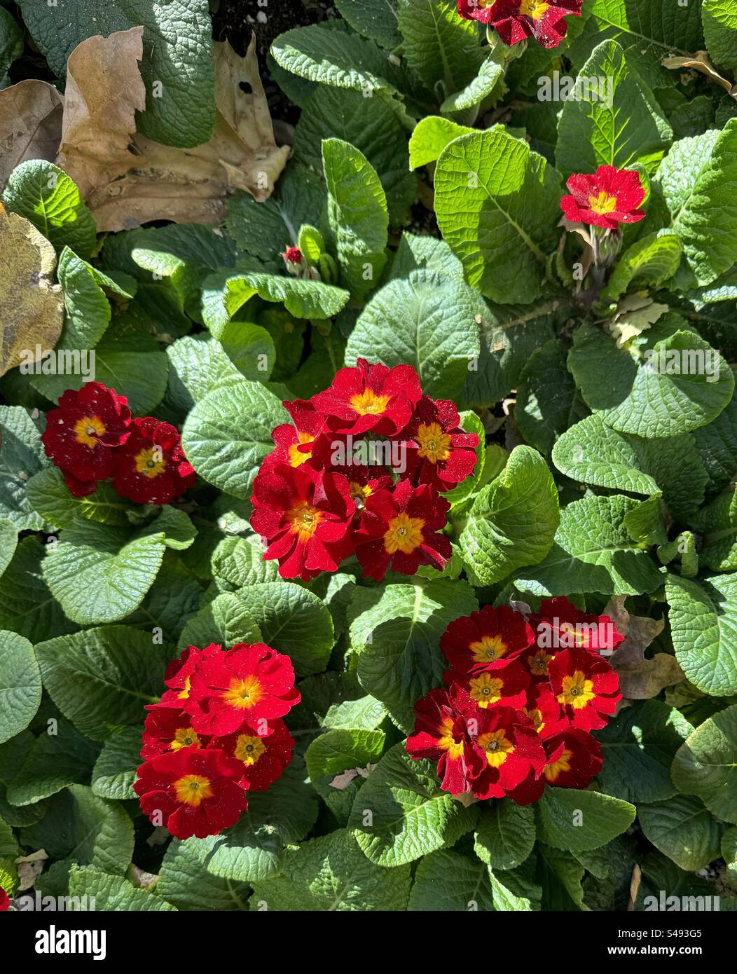 Perfect clarity - Smartphone Captured Stock Image