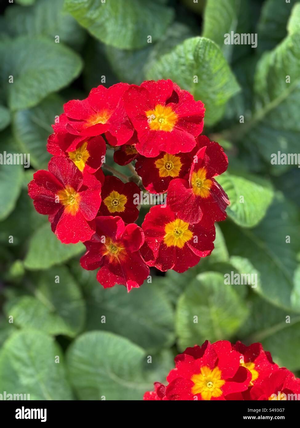 Portrait of a flower cluster - Smartphone Captured Stock Image