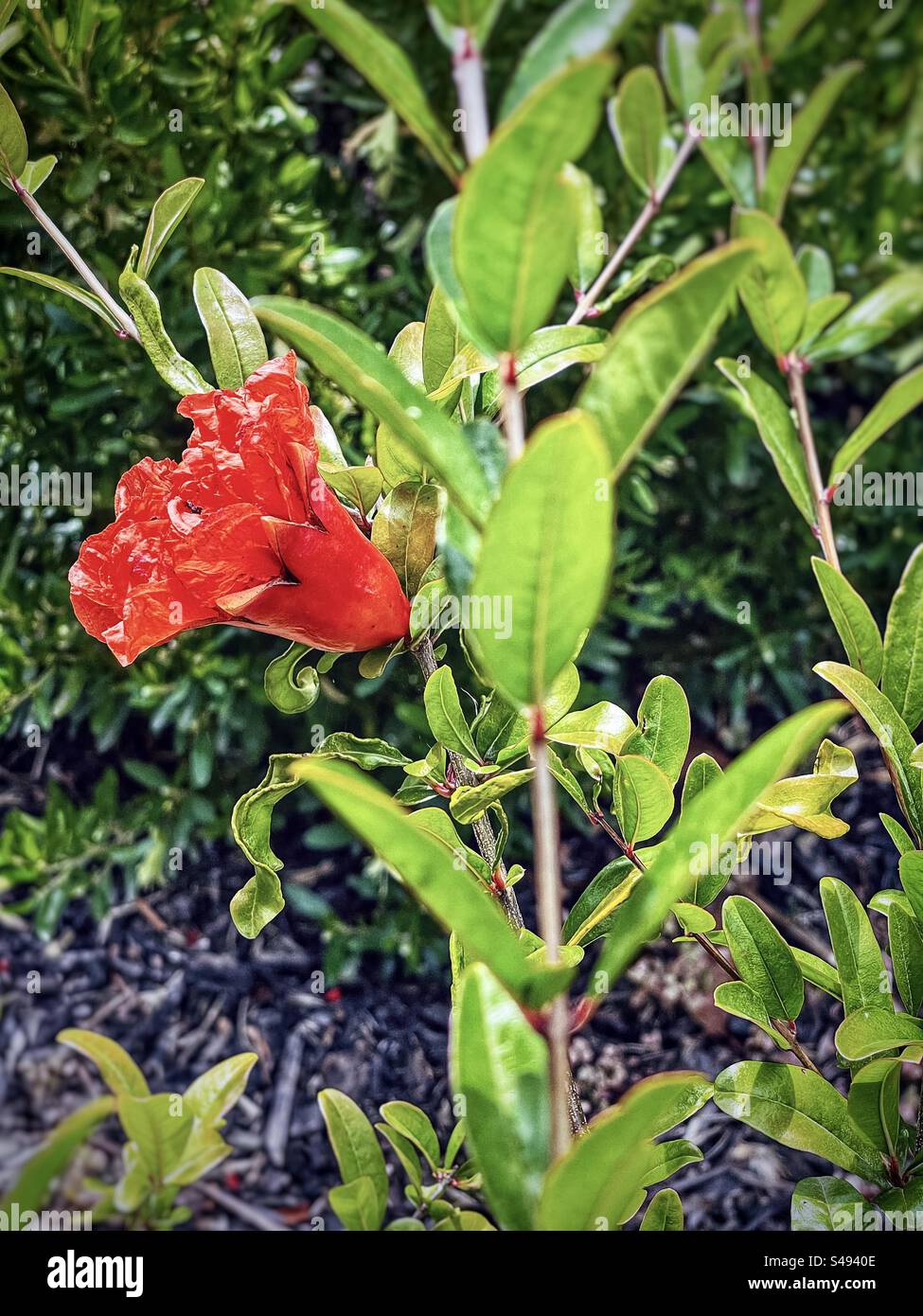 Crimson pomegranate/Punica granatum flower developing into fruit on shrub in garden. Stock Photo