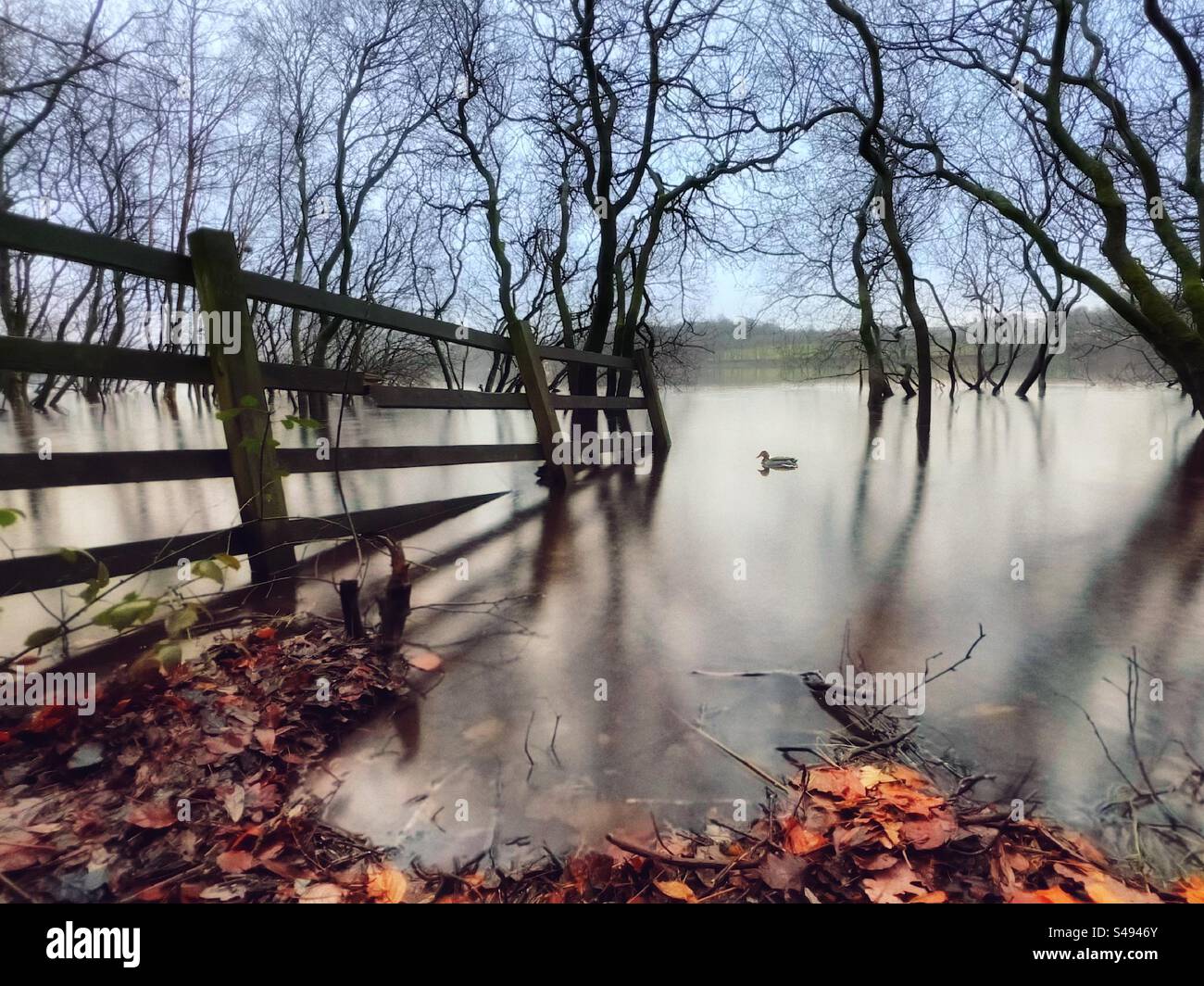 Duck swimming among semi submerged trees on Rivington reservoir. Remains of autumn leaves in foreground and broken wooden fence Stock Photo