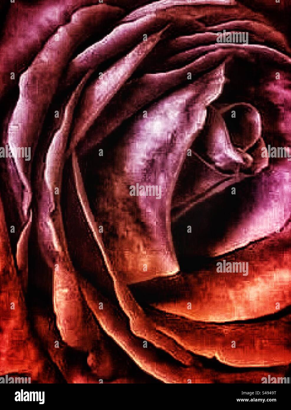 Timeless rose with stunning deep red colors - Smartphone Captured Stock Image