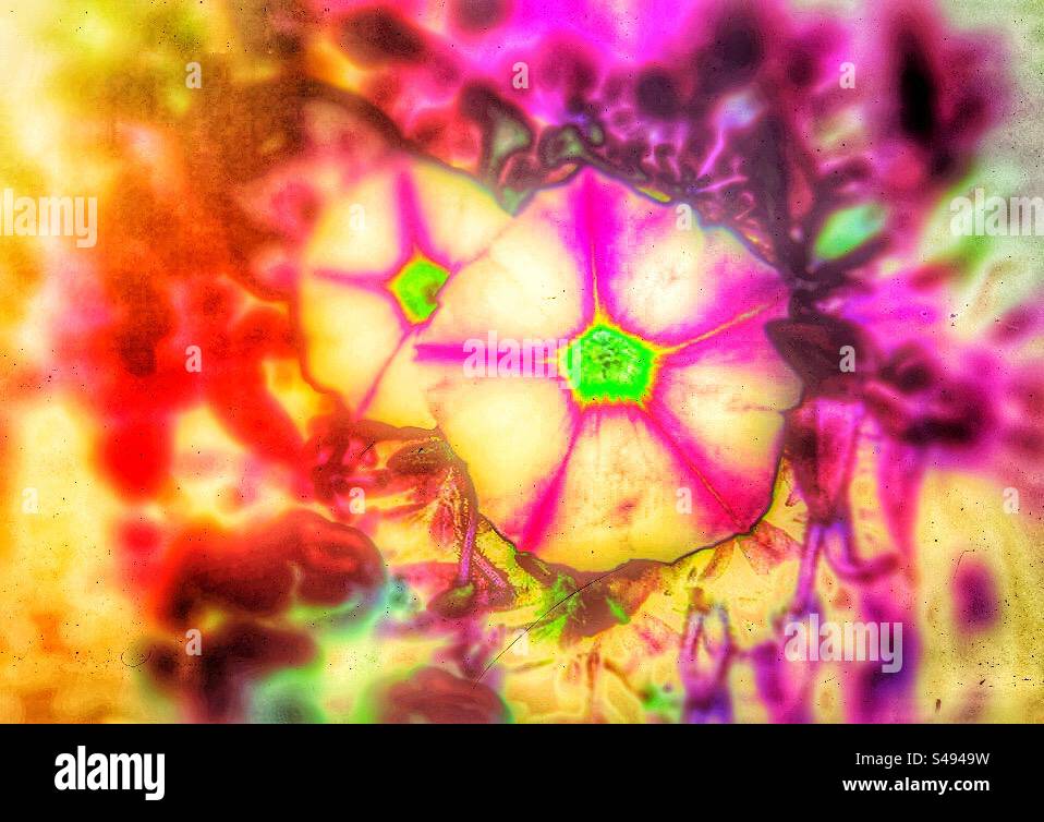 Petunia Supertunia flower is pink and white and photo edited here with colors of the rainbow, tiedied pattern. - Smartphone Captured Stock Image
