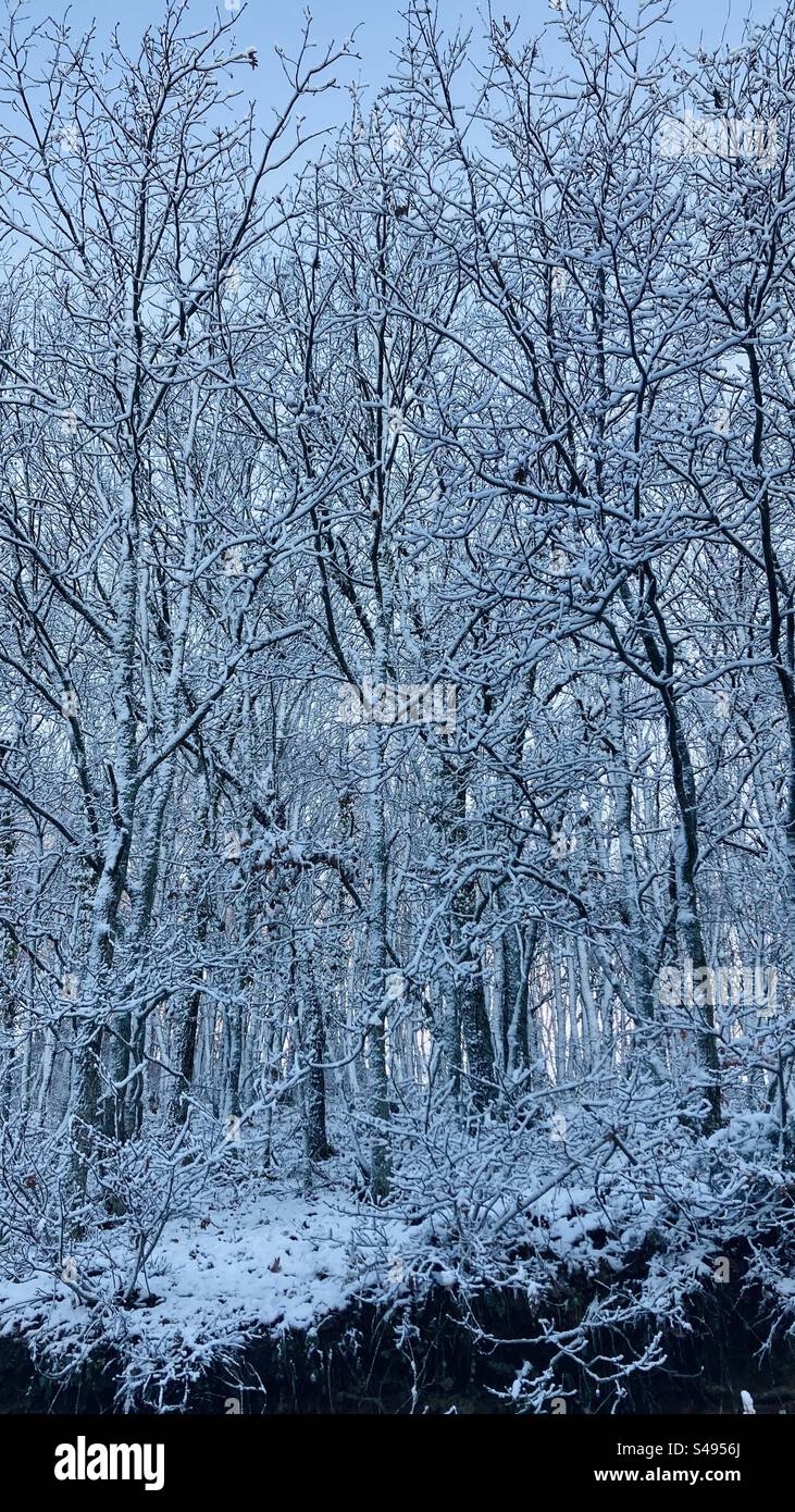 First snow in the woods - Smartphone Captured Stock Image