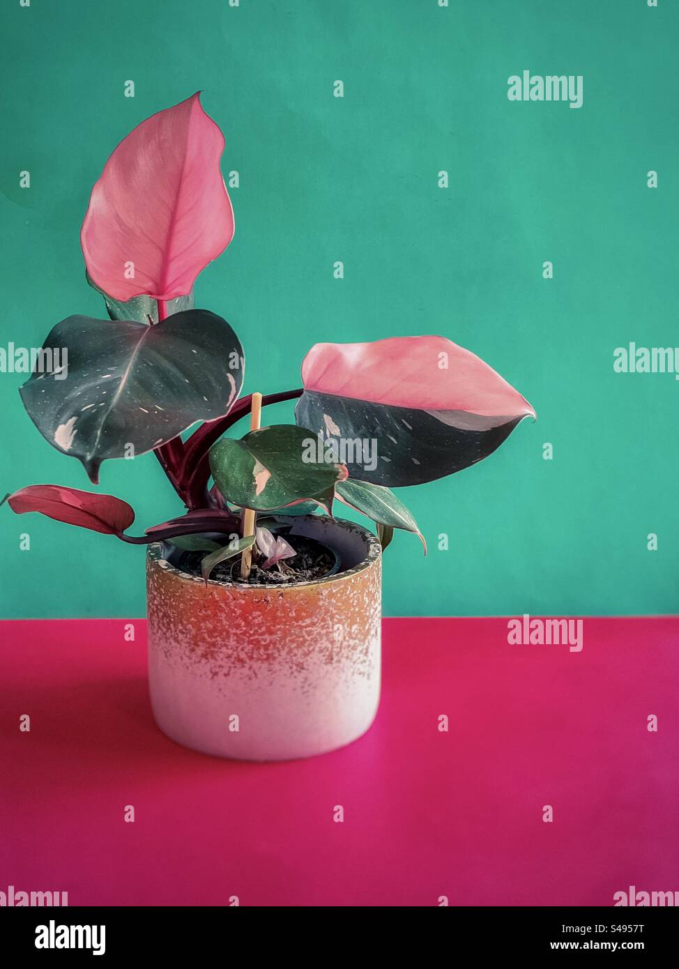 Philodendron Pink Princess houseplant in flowerpot on green and pink background indoors. Pink and variegated leaves. - Smartphone Captured Stock Image