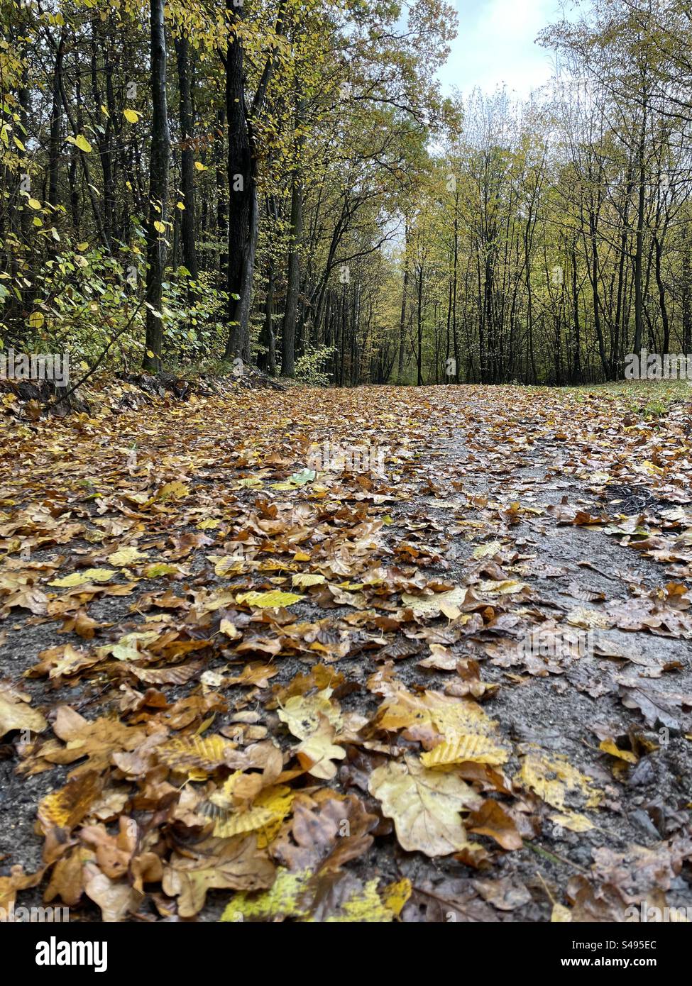Forest trees woods hi-res stock photography and images - Alamy