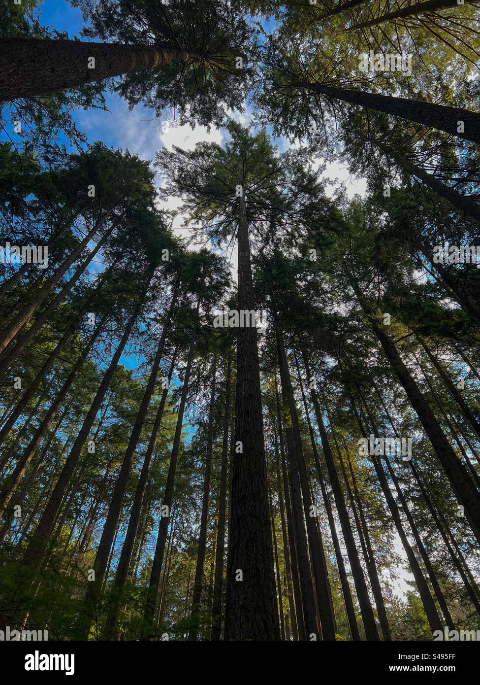 tall trees in vancouver, british columbia Stock Photo Alamy