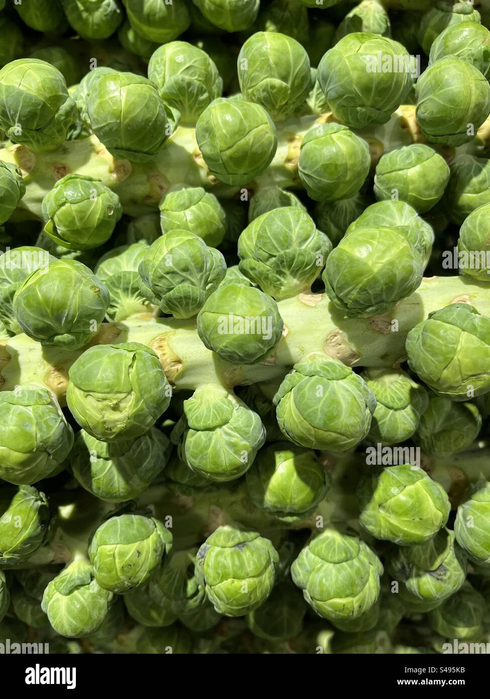 Brussels Sprouts for sale at Christmas time - Smartphone Captured Stock Image