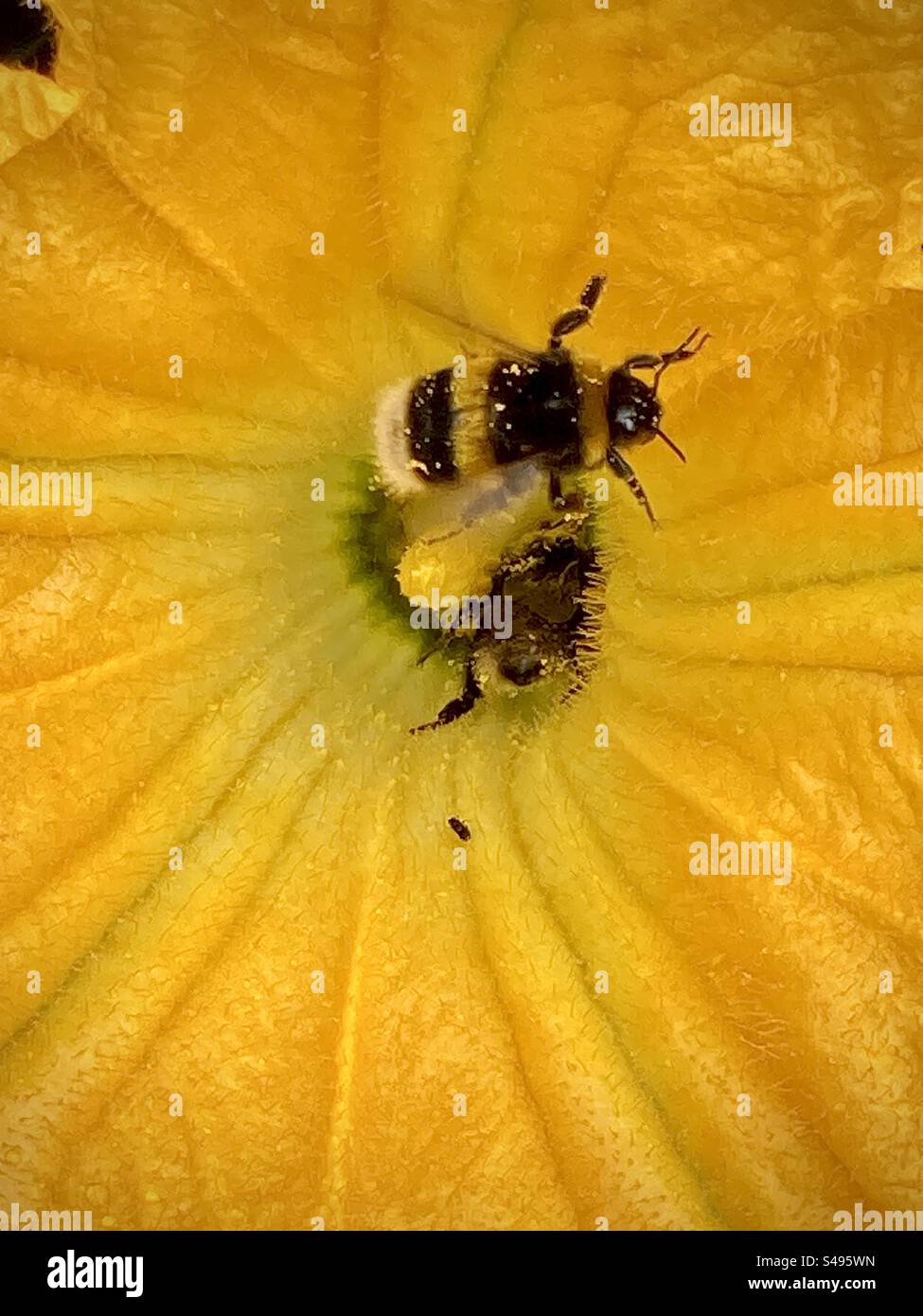 2 bumble bees covered in pollen in a courgette flower Stock Photo
