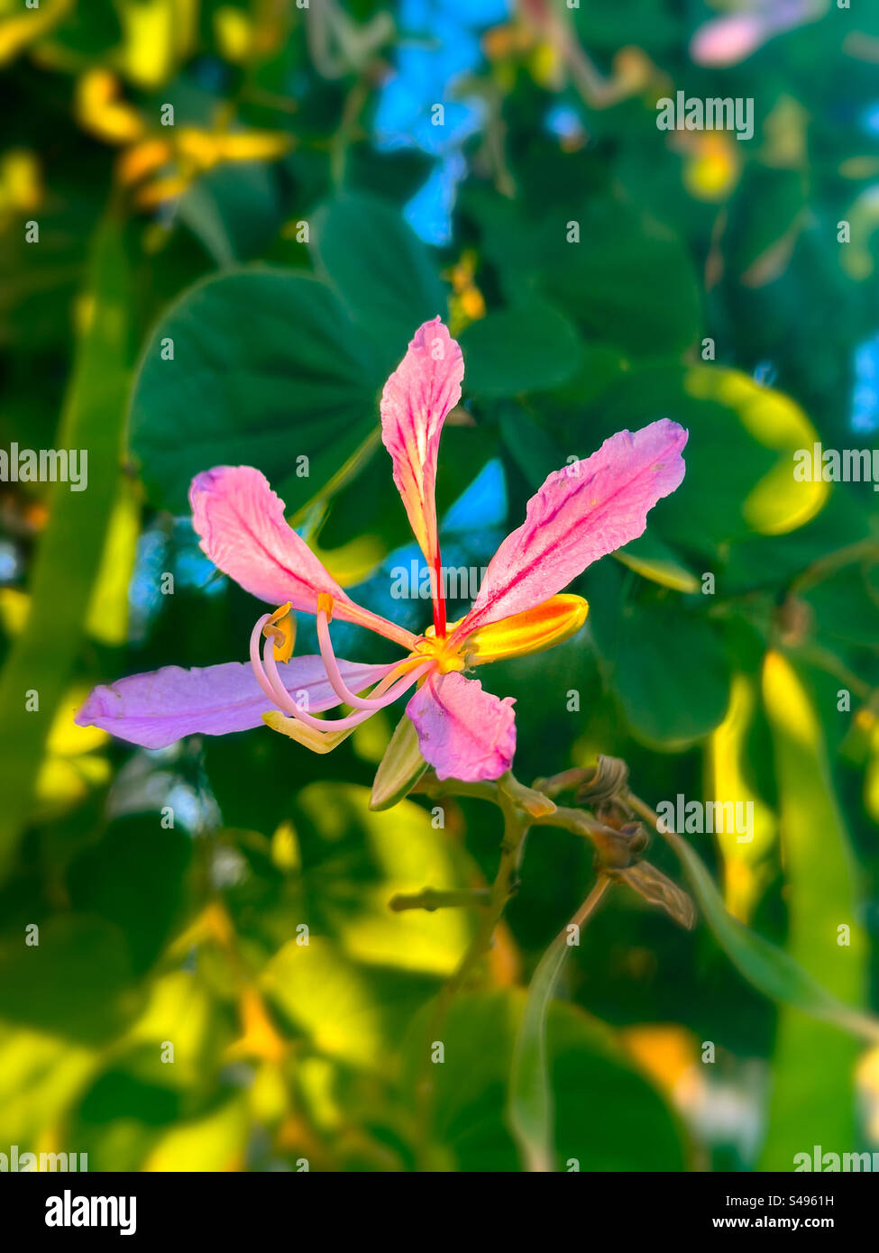 Wild orchid - Smartphone Captured Stock Image